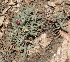 Chaenactis santolinoides