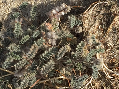 Dalea mollissima