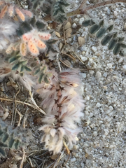 Dalea mollissima