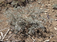 Lupinus elatus