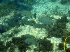 Girella elevata
