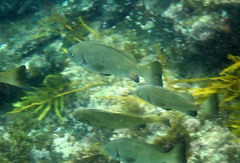 Girella elevata