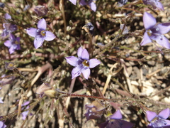 Gilia ochroleuca