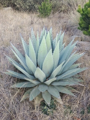 Agave applanata
