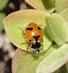Hippodamia quinquesignata