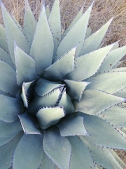 Agave applanata