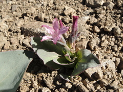 Cycladenia humilis