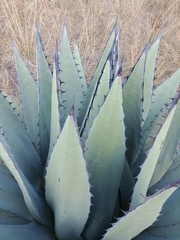 Agave applanata
