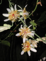 Passiflora pittieri