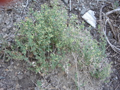 Galium parishii