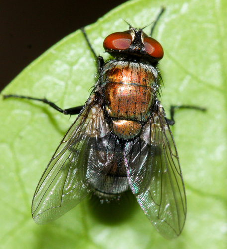 Australian Sheep Blow Fly photo 6