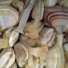 Latona deltoides