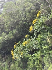 Sonchus fruticosus image