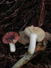 Russula californiensis
