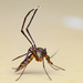 White-footed Woods Mosquito - Photo (c) César Favacho, some rights reserved (CC BY-NC), uploaded by César Favacho