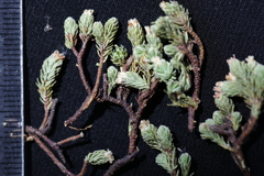 Kelleria villosa villosa
