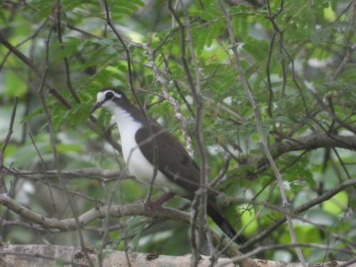Tambourine Dove