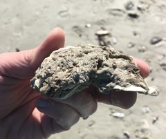 Phragmatopoma caudata