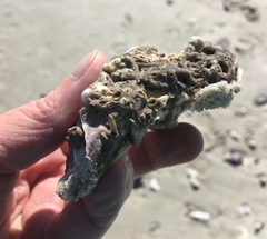 Phragmatopoma caudata