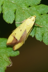 Gymnobathra flavidella