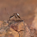Aedes scapularis - Photo (c) César Favacho, μερικά δικαιώματα διατηρούνται (CC BY-NC), uploaded by César Favacho