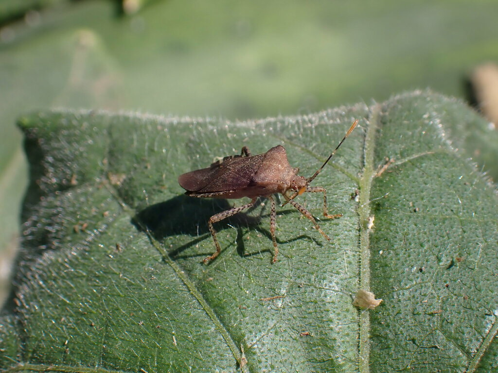Horned Squash Bug from Canton, IL 61520, USA on July 27, 2023 at 1114