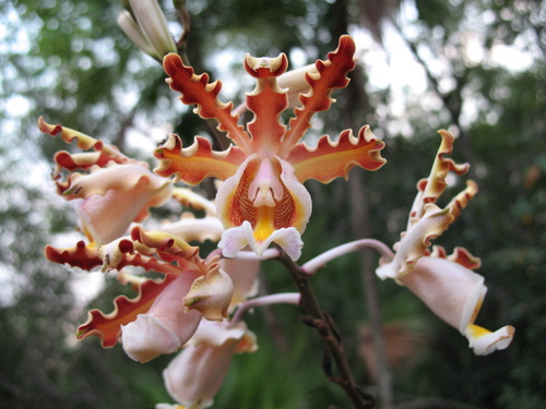 Christina’s Ant-loving Orchid