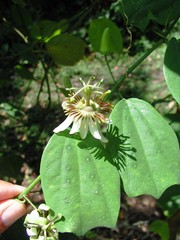Passiflora helleri