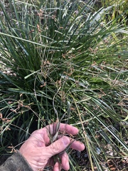 Rhynchospora corymbosa