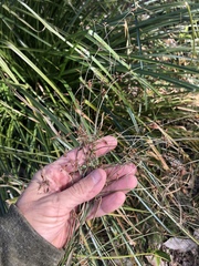 Rhynchospora corymbosa