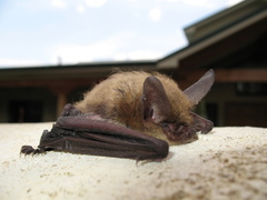 Myotis thysanodes