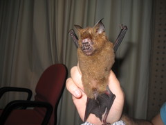 Hipposideros armiger terasensis