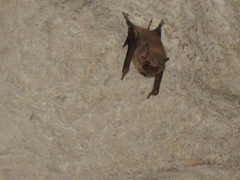 Taphozous melanopogon