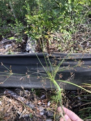 Rhynchospora corymbosa