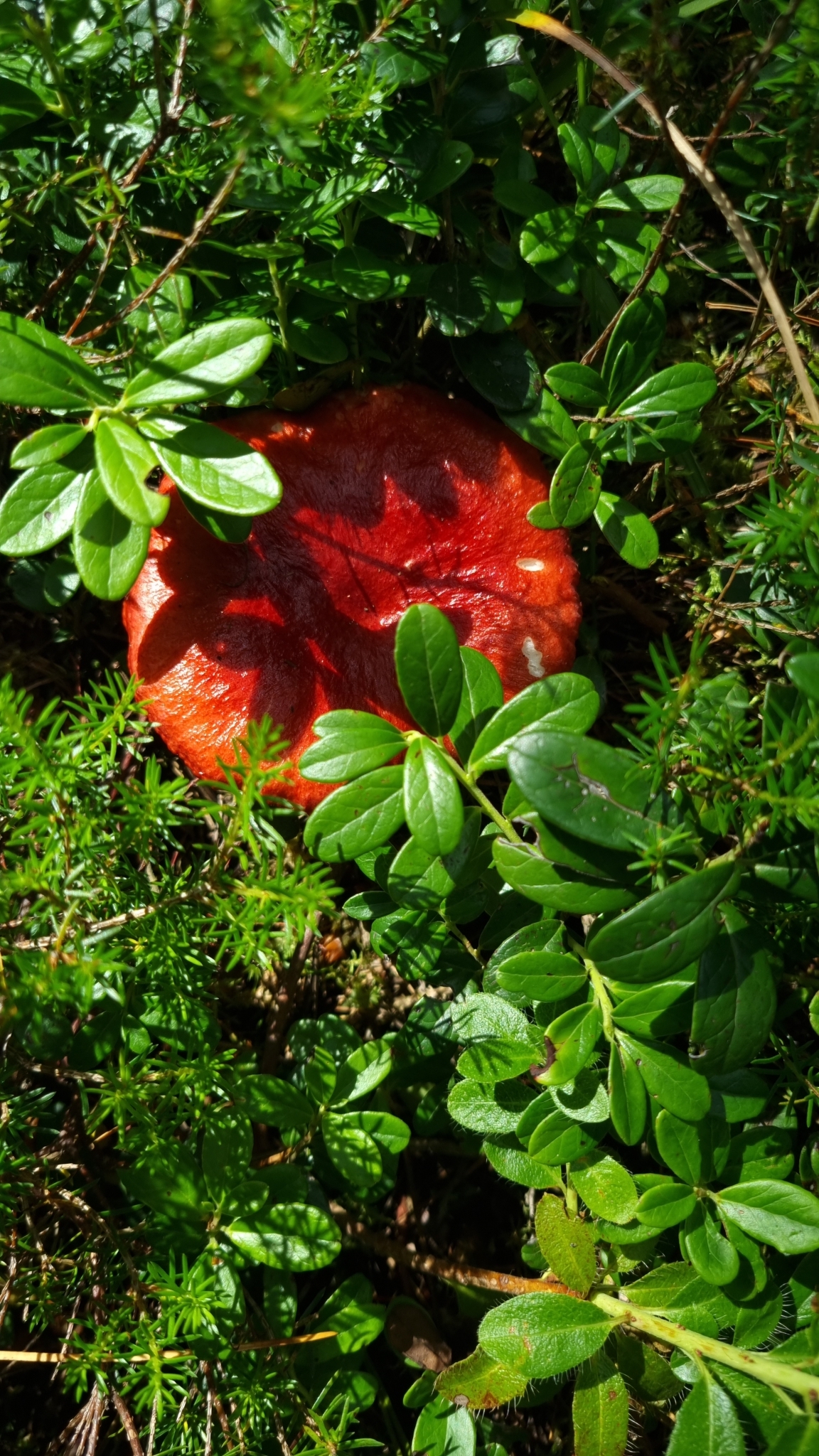 Russula rhodopus Flammenstieltäubling