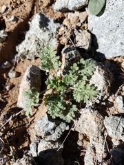 Hedosyne ambrosiifolia