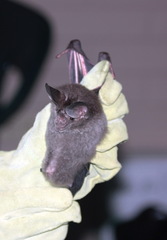 Chrotopterus auritus