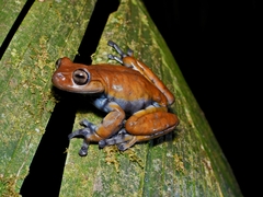 Cordillera Central Treefrog photo 4