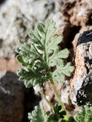 Hedosyne ambrosiifolia