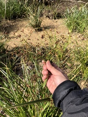 Rhynchospora corymbosa