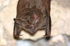 Trachops cirrhosus