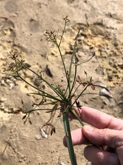 Rhynchospora corymbosa