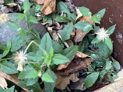 Tridax procumbens image