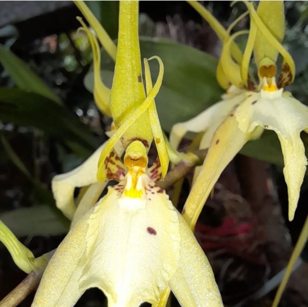 Brassia caudata (L.) Lindl. 2