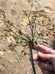 Rhynchospora corymbosa