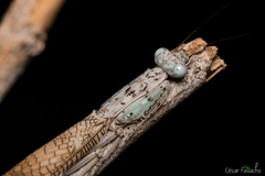 Paraphotina reticulata