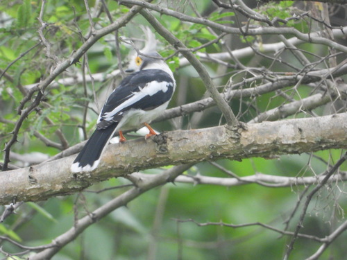 White-crested Helmetshrike