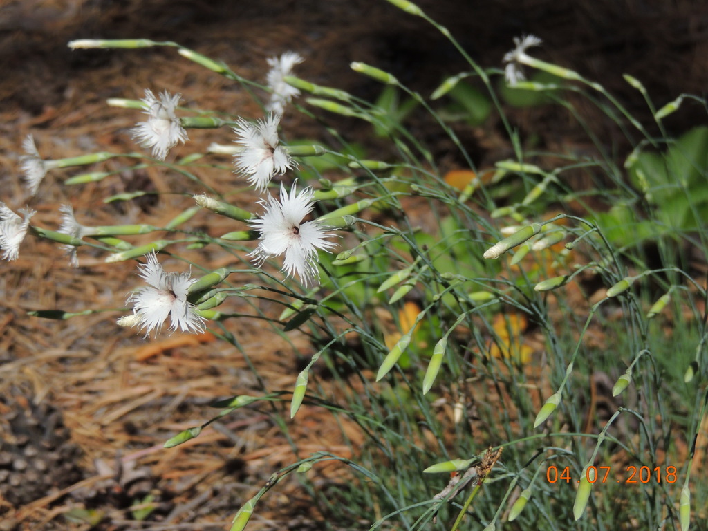 Dianthus acicularis