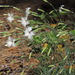 Dianthus acicularis - Photo (c) tatyana-omck, μερικά δικαιώματα διατηρούνται (CC BY-NC), uploaded by tatyana-omck