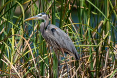 Ardea herodias image